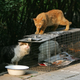 Image for article titled There's a Facebook Group Just for Cat-Loving Anarchists